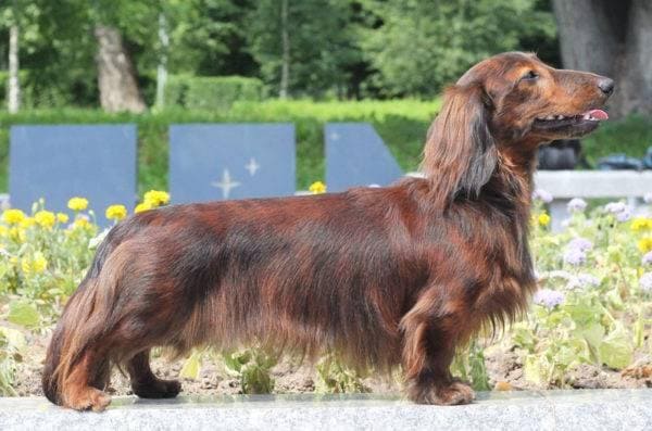 Длинношерстная такса