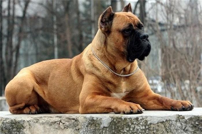 Рыжий окрас у кане корсо