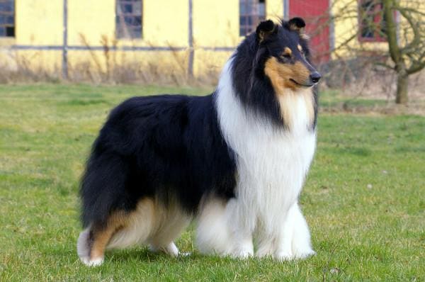 Колли или шотландская овчарка