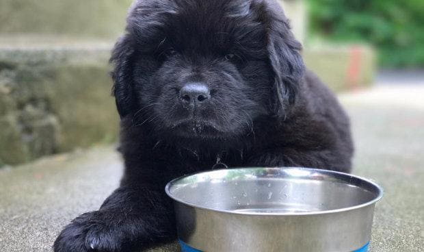 кормление ньюфаундленда