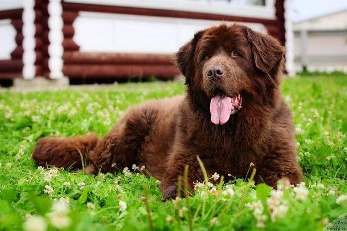 коричневый ньюфаундленд