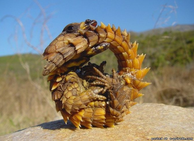 Поясохвост