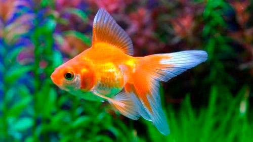 Cкалярии совместимость с другими рыбками (с кем уживаются и живут в одном аквариуме, можно содержать аквариумную рыбку, кого подселить) с таблицей: неоны, барбусы, гуппи, золотые рыбки, гурами, креветки, данио, петушки, сомы, боции, моллинезии, пецилии, радужницы, расборы, лабео, тетры, меченосцы, цихлиды Cкалярии совместимость с другими рыбками (с кем уживаются и живут в одном аквариуме, можно содержать аквариумную рыбку, кого подселить) с таблицей: неоны, барбусы, гуппи, золотые рыбки, гурами, креветки, данио, петушки, сомы, боции, моллинезии, пецилии, радужницы, расборы, лабео, тетры, меченосцы, цихлиды