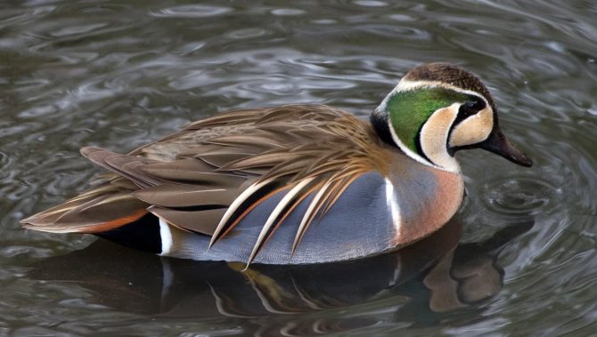 Чирок свистунок - самая маленькая утка