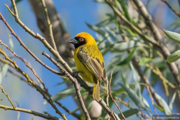 Ткачик птица