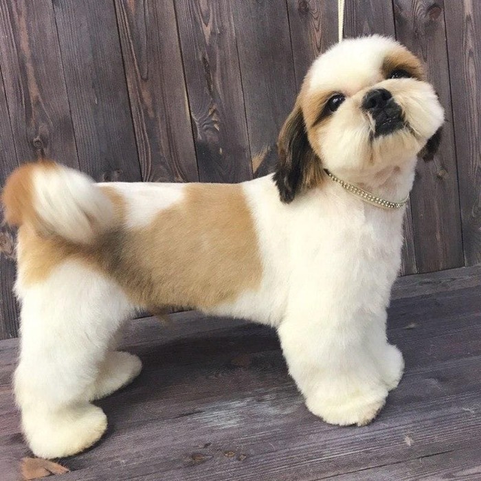 уход за щенком ши-тцу