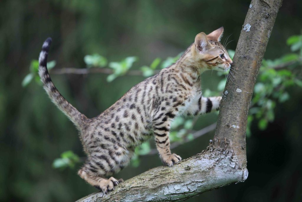 Редкие породы кошек: описания с названиями, экзотические, дорогие