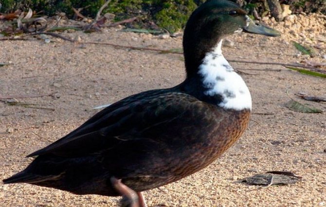 Лысуха - это не утка, а птица из семейства пастушковых