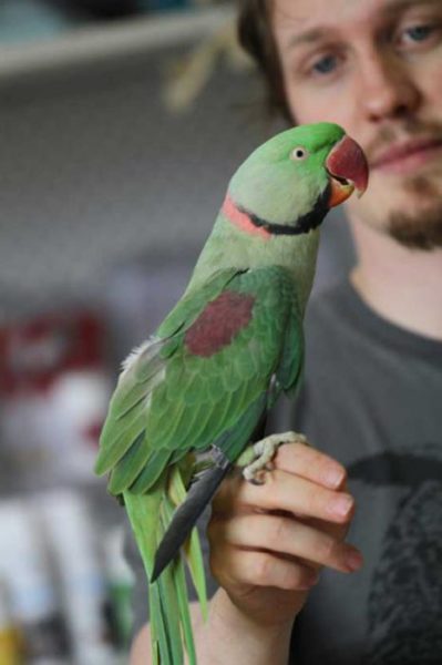 Александрийский попугай: описание, виды, содержание и уход