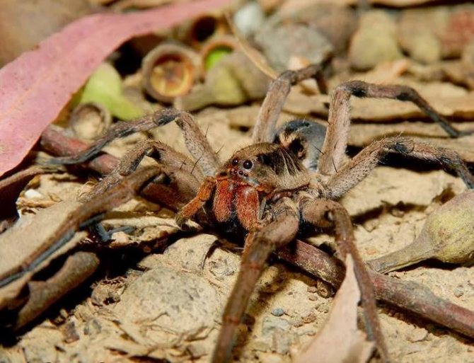 Что это за паук Тарантул