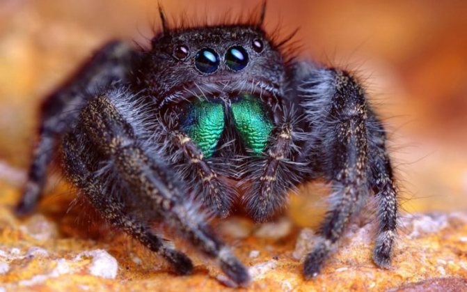 Интересные факты о тарантулах: о их долголетии, добром нраве и другое