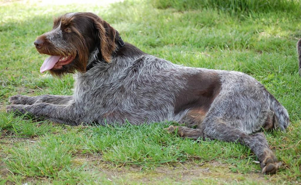 Брюссельский гриффон и бельгийский: происхождение и другие виды, описание породы собак