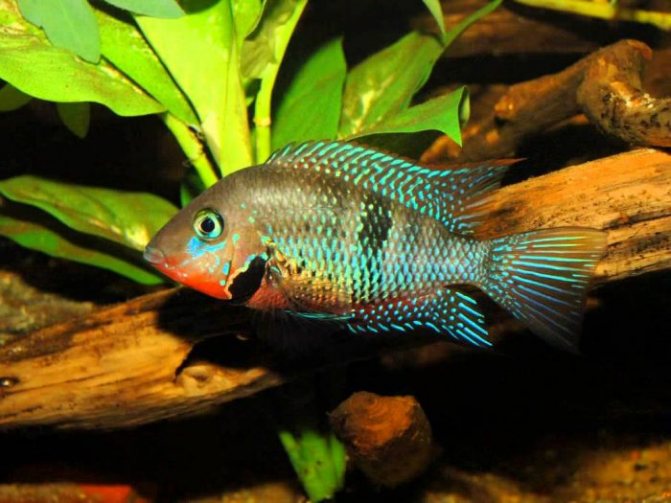Цихлазома чернополосая (полосатая цихлида, зебра): совместимость с другими рыбкам, содержание, размножение (разведение), мальки