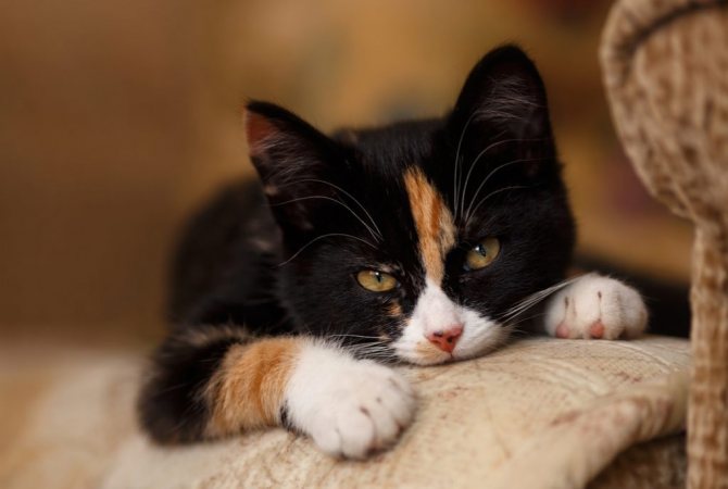 Трехцветная кошка в доме