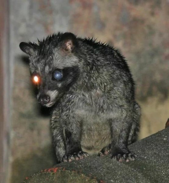 Мусанг: описание животного, особенности, виды, среда обитания