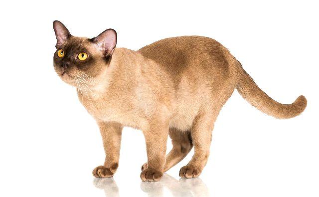 Бурманская короткошерстная кошка: описание породы и характера Бурманская короткошерстная кошка: описание породы и характера