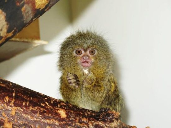 Капуцин в домашних условиях