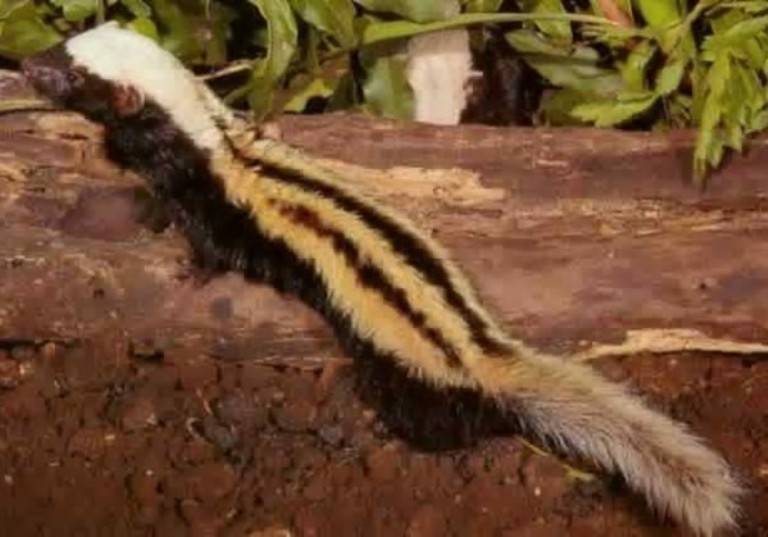 Ласки домашние: уход и содержание