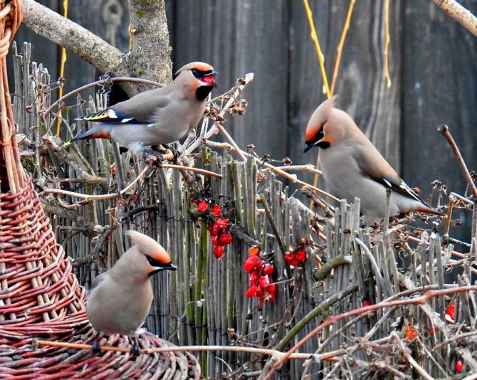 Красный кардинал:  описание птицы, особенности, виды, среда обитания