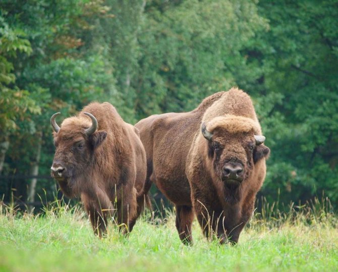 Зубр из Красной книги: внешний вид, питание, размножение