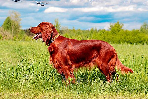 Русский сеттер: описание породы