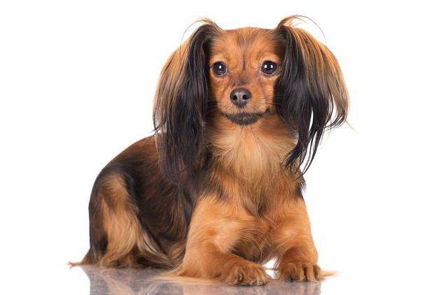 Той-терьер мини: описание породы, содержание, уход, характер