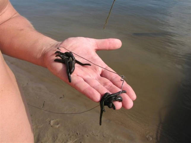 Ловля линя осенью в сентябре, октябре, ноябре на поплавочную удочку, фидер, донку - на что клюет, наживки, насадки