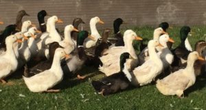 Самые яркие и позитивные виды птиц мира