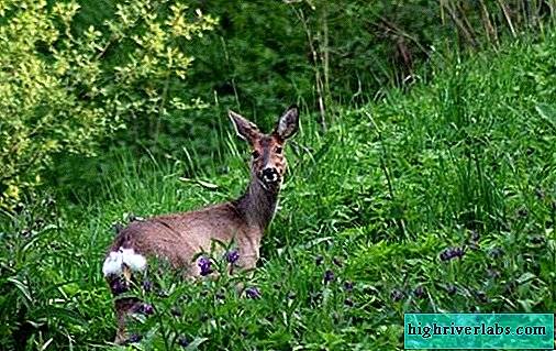 Редкие животные из Красной книги Приморского края — список, характеристика и фото