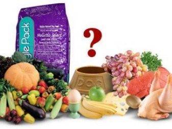 Лундехунд - стандарт породы, как содержать и ухаживать за норвежской собакой, выбор щенков и дрессировка