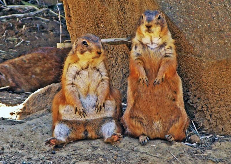 Суслик: описание, где живут, сколько живут, что едят