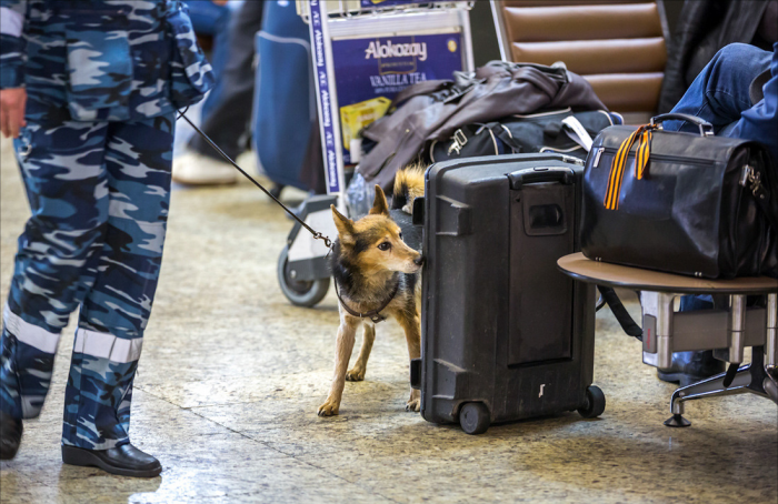 Шалайка (собака Сулимова) — описание, особенности новой породы в России