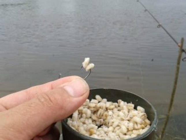 Ловля линя осенью в сентябре, октябре, ноябре на поплавочную удочку, фидер, донку - на что клюет, наживки, насадки