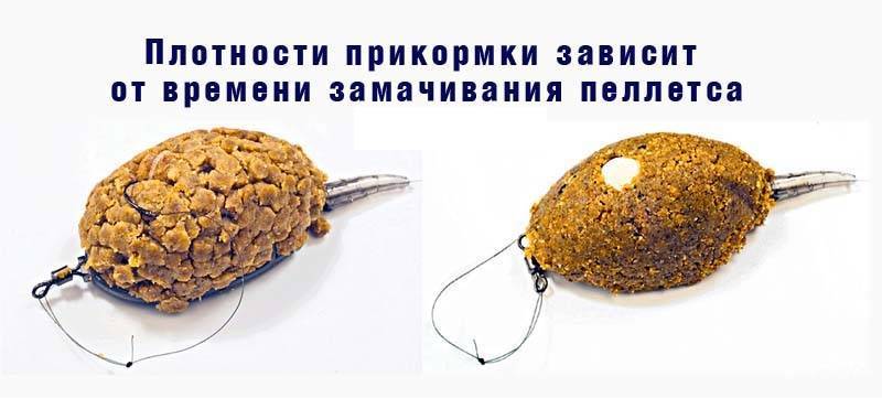 Ловля карпа в августе: на что лучше ловить и какую удочку брать