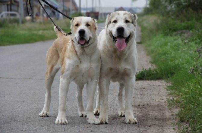 Какие существуют собаки волкодавы: описание русских, немецких и азиатских пород
