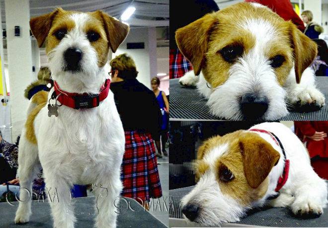 Разновидности джек-рассел-терьеров: о жесткошерстном и гладкошерстном виде