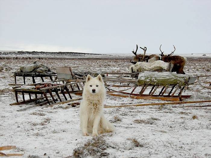Шалайка (собака Сулимова) — описание, особенности новой породы в России