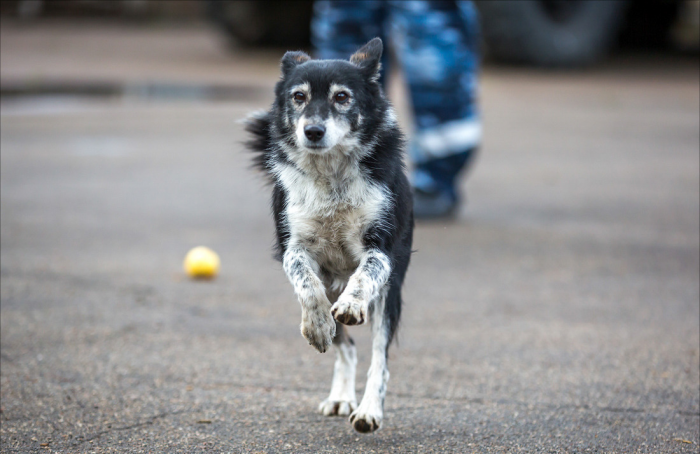Шалайка (собака Сулимова) — описание, особенности новой породы в России