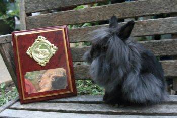 Львиноголовый кролик: описание и характеристики породы, содержание и уход