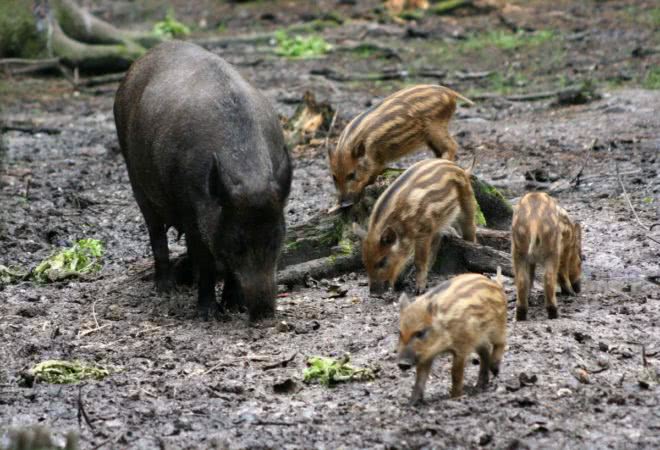 Кабан по способу питания: что ест и как питается это дикое животное