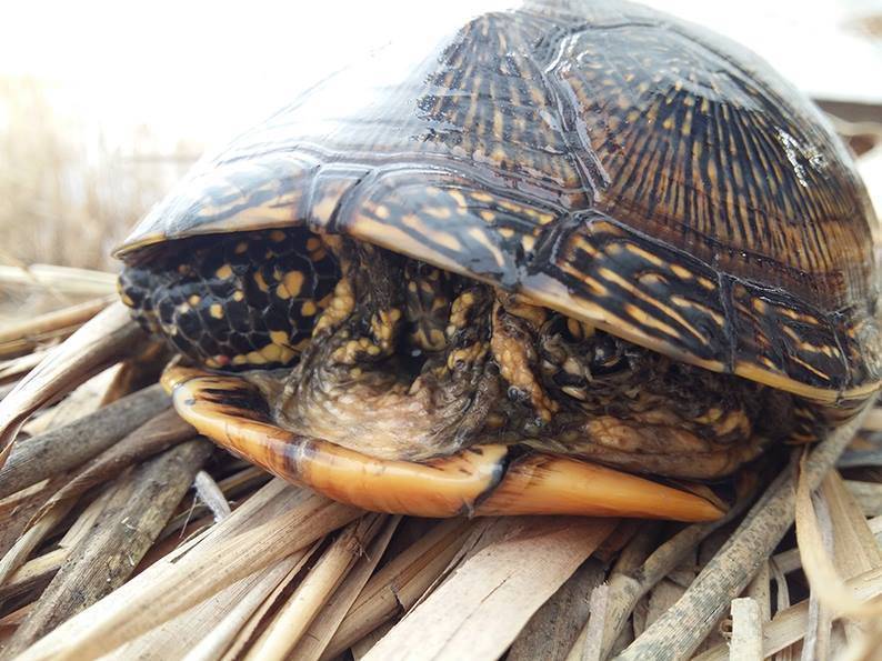 Спячка красноухих черепах: описание, фото, видео. | аквариумная рыбка