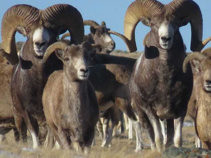 Горный баран – фото, описание, ареал, питание, размножение, враги