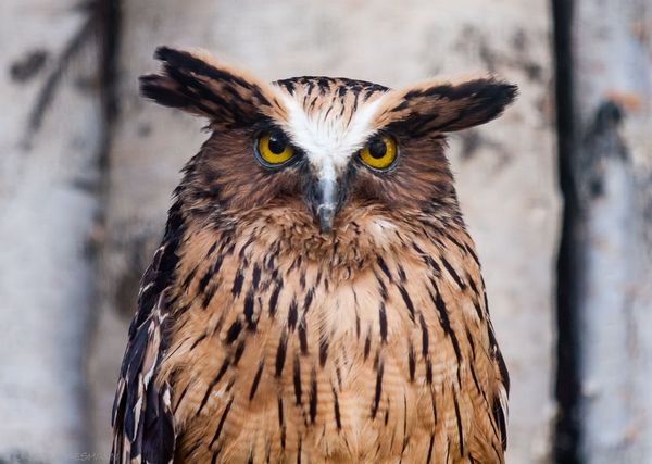 На сколько может поворачивается голова у совы и почему она крутится