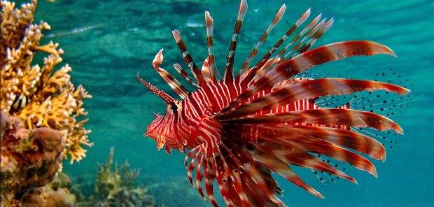 Крылатка или рыба-зебра