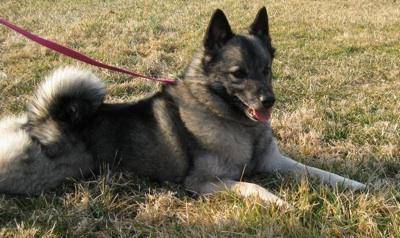 Лундехунд - стандарт породы, как содержать и ухаживать за норвежской собакой, выбор щенков и дрессировка