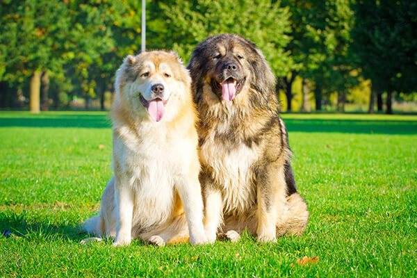 Какие существуют собаки волкодавы: описание русских, немецких и азиатских пород