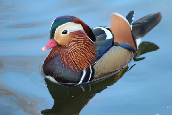 Самые яркие и позитивные виды птиц мира