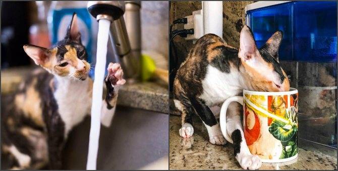 Описание породы кошек корниш-рекс: длительность жизни, описание