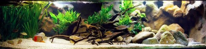 Цихлазома северум (рыбка ложный дискус): содержание, виды (красноточечный, красноплечий, жемчуг), совместимость