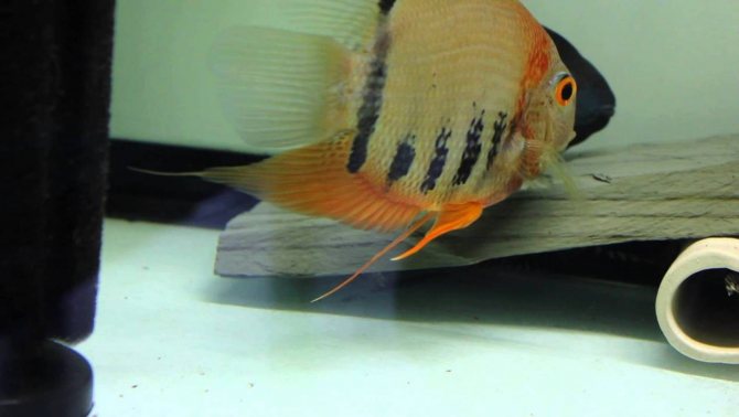 Цихлазома северум (рыбка ложный дискус): содержание, виды (красноточечный, красноплечий, жемчуг), совместимость